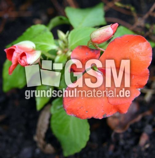 Fl-Lieschen-3.jpg